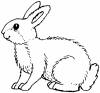 Rabbit 2